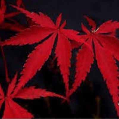 Acer Palmatum Suminagashi...