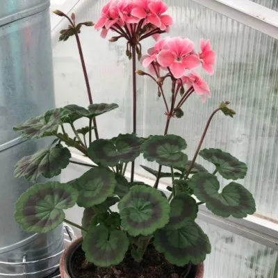 Pelargonium Peace vaso 10