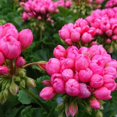 Pelargonium Pandora vaso 10