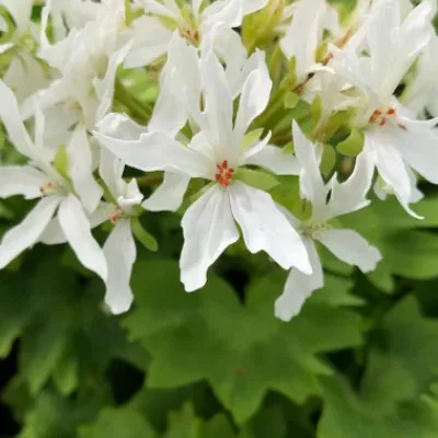 Pelargonium Vivienne vaso 10