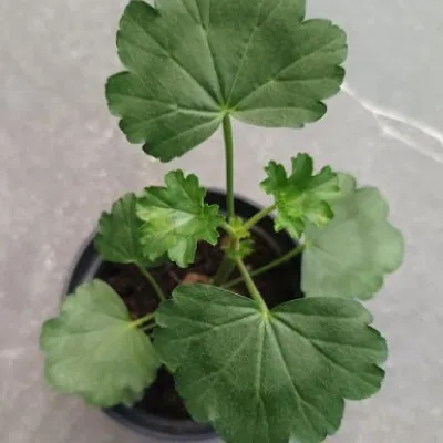 Pelargonium Wally Friesdorf...