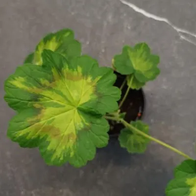 Pelargonium Jungle Leaf...