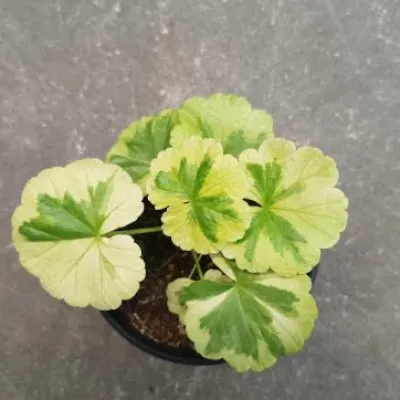 Pelargonium Ivory Snow vaso 10