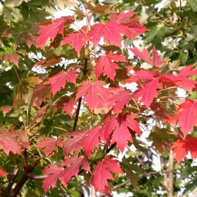 Acer x Freemanii Autumn...