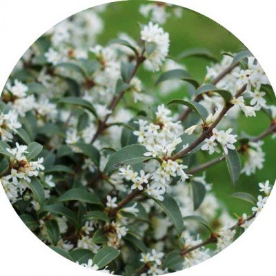 Osmanthus x Burkwoodii vaso 20