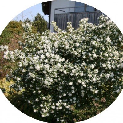 Osmanthus x Burkwoodii vaso 20