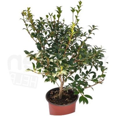 Osmanthus x Burkwoodii vaso 20