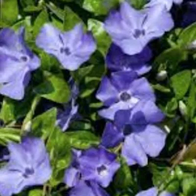 Vinca minor (per zone...