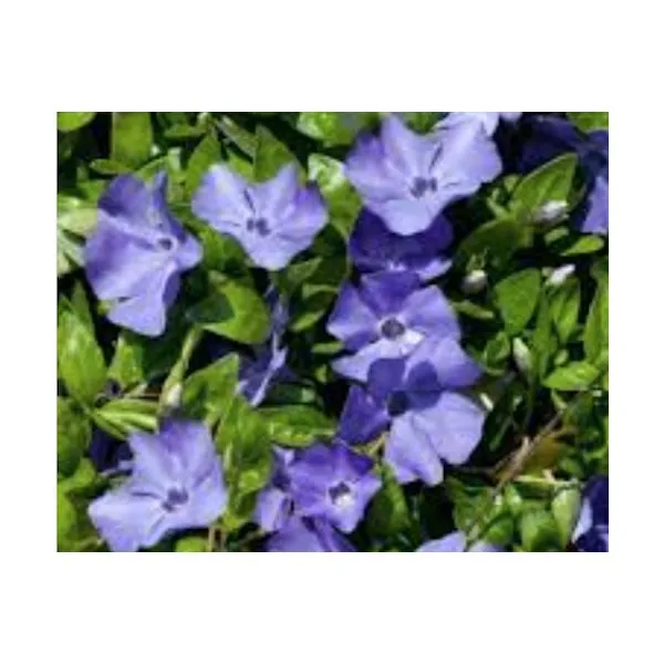 Vinca minor (per zone...