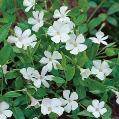 Vinca minor alba (per zone...