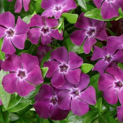 Vinca minor atropurpurea...