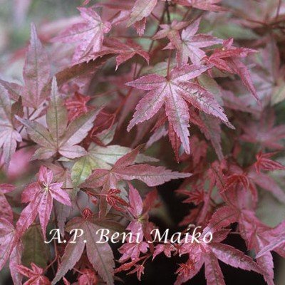 Acer Palmatum Beni Maiko vaso 9