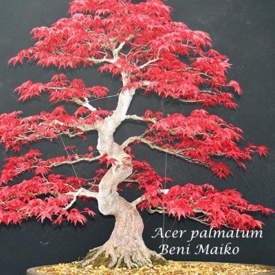 Acer Palmatum Beni Maiko vaso 9