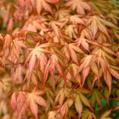 Acer Palmatum Katsura