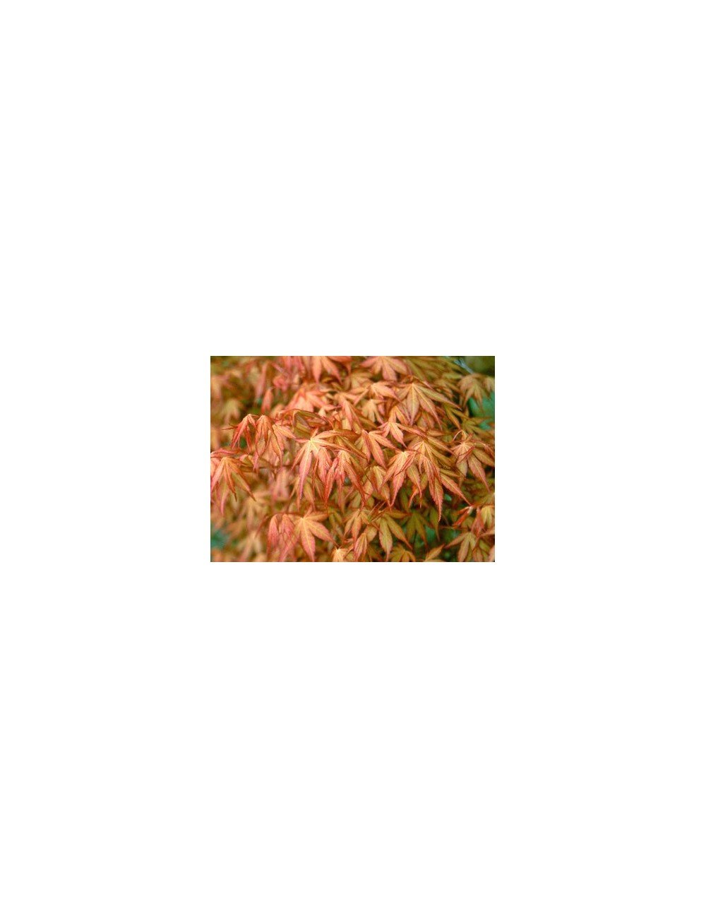 Acer Palmatum Katsura