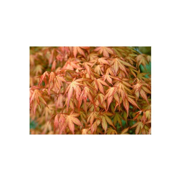 Acer Palmatum Katsura