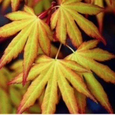 Acer Palmatum Katsura