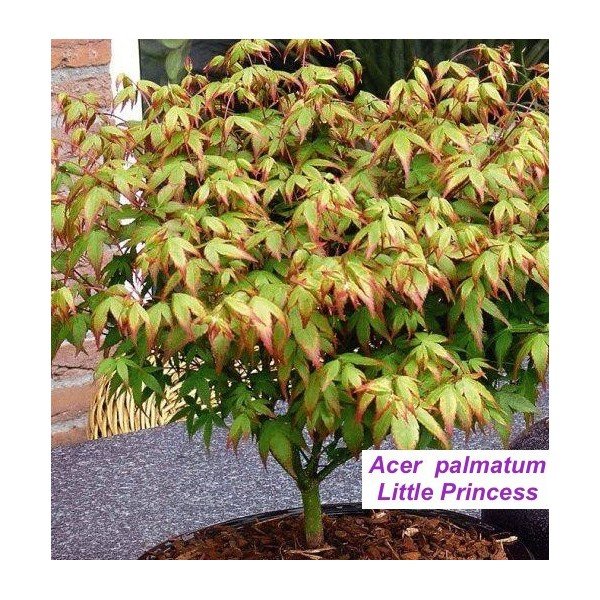 Acer palmatum Little princess