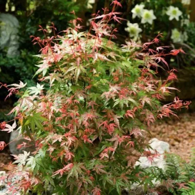 copy of Acer palmatum...