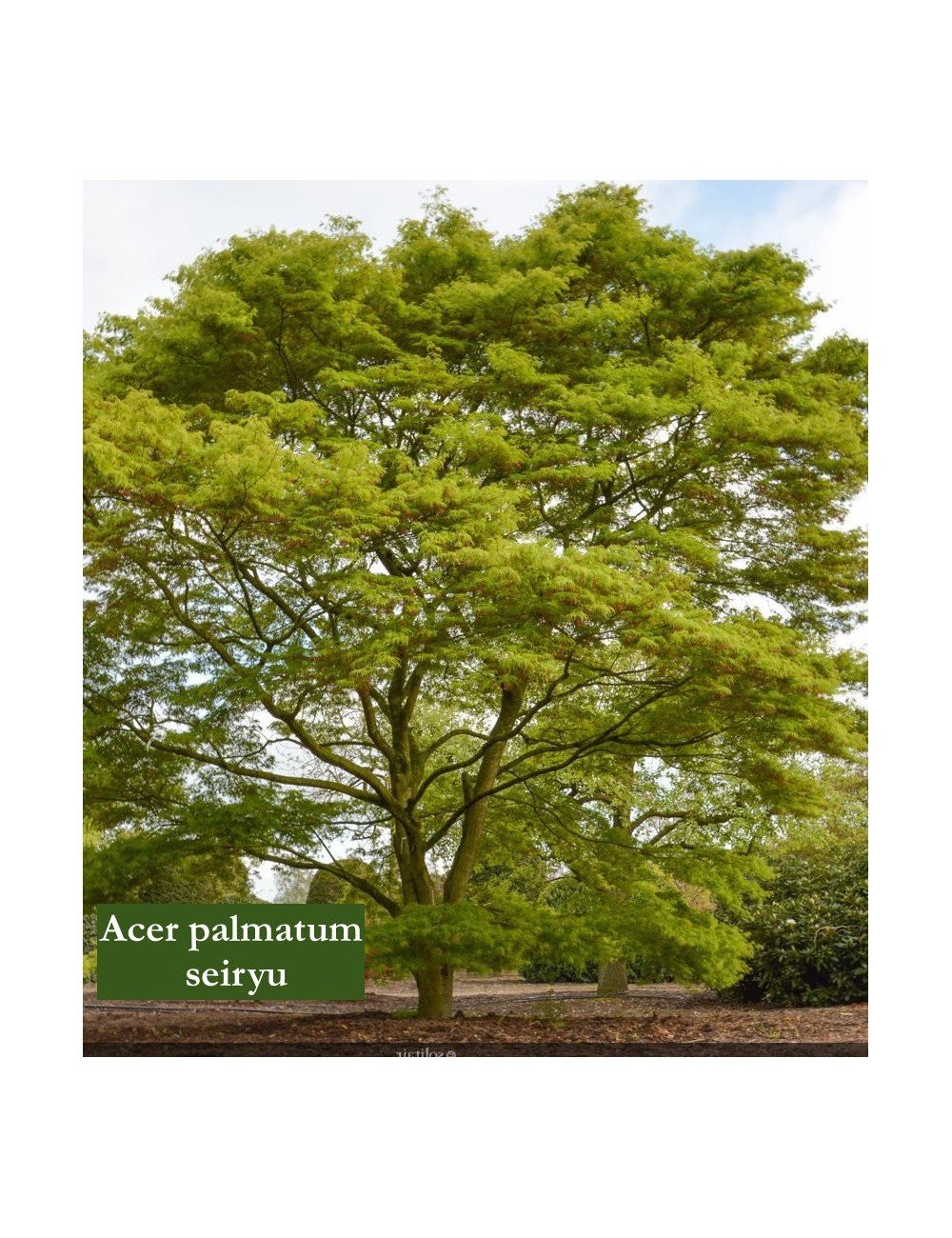 Acer Palmatum seiryu