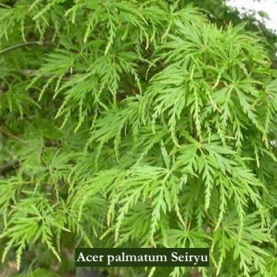 Acer Palmatum seiryu