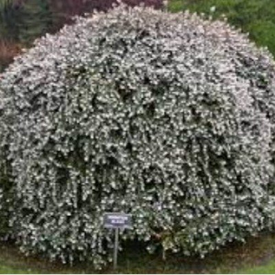 Osmanthus delavayi vaso 16/18