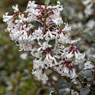 Osmanthus delavayi vaso 16/18