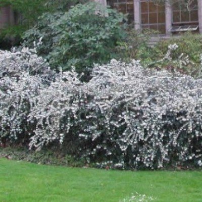 Osmanthus delavayi vaso 16/18