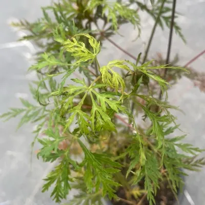 Acer Palmatum diss. Emerald...