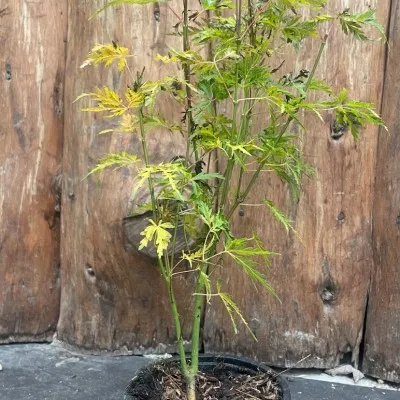 Acer Palmatum seiryu