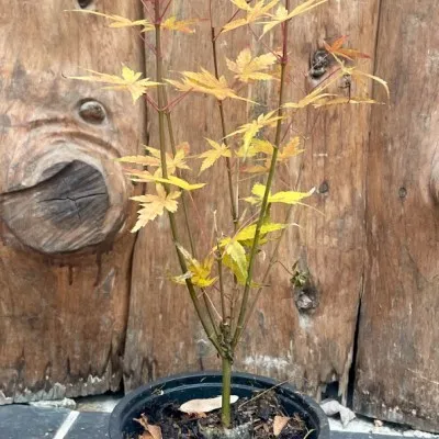 copy of Acer palmatum...