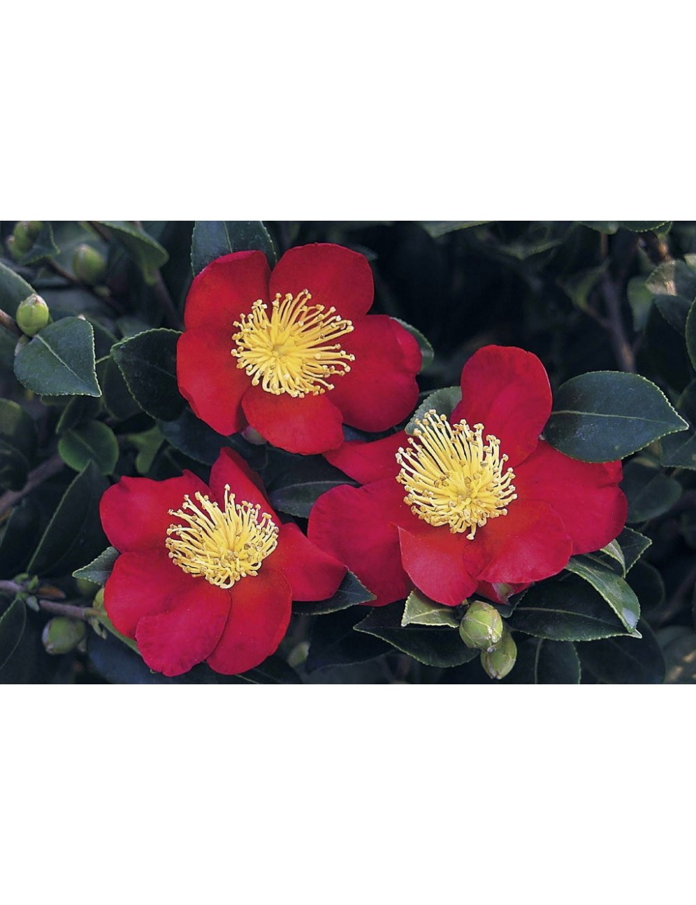 Camelia sasanqua yulitide