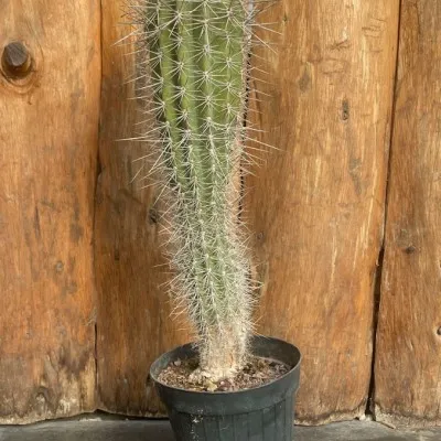 Pachycereus pringlei cm. 40