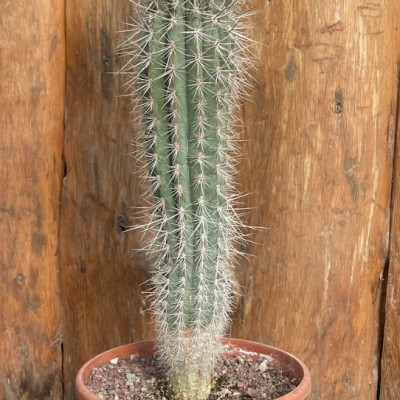 Pachycereus pringlei cm. 45