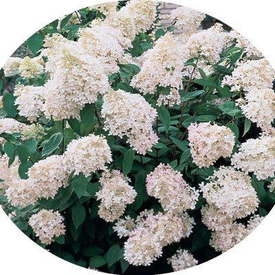 HYDRANGEA PANICULATA vaso 18