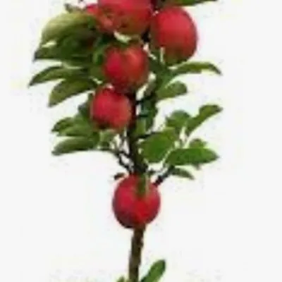 Malus Ballerina® Charlotte-...