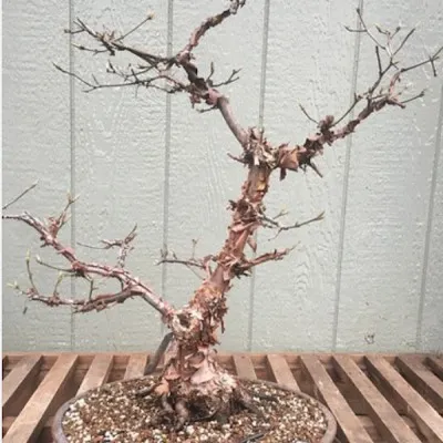 Acer griseum in vaso 9 cm...