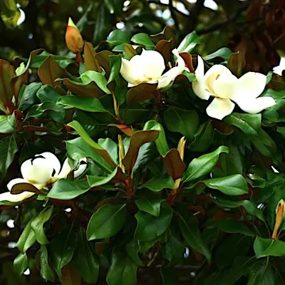 Magnolia Grandiflora...