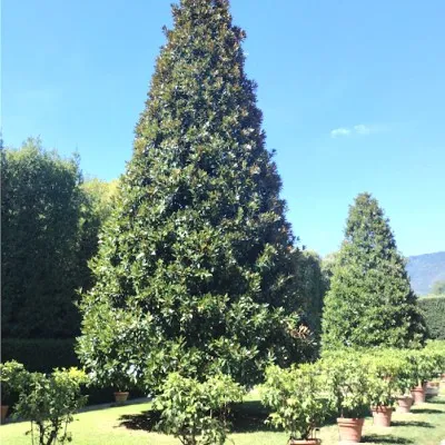 Magnolia Grandiflora...