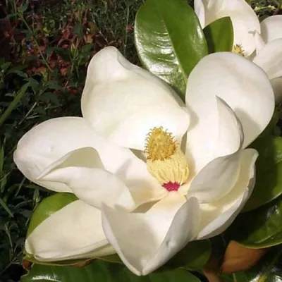 Magnolia Grandiflora...