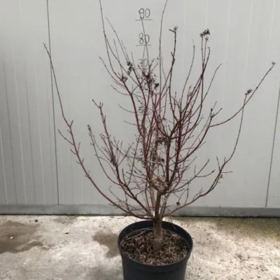 Acer palmatum Sode Nishiki