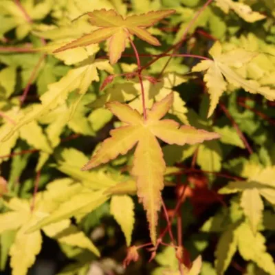 Acer palmatum Sode Nishiki