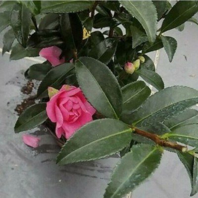 Camellia Sasanqua Jennifer susan