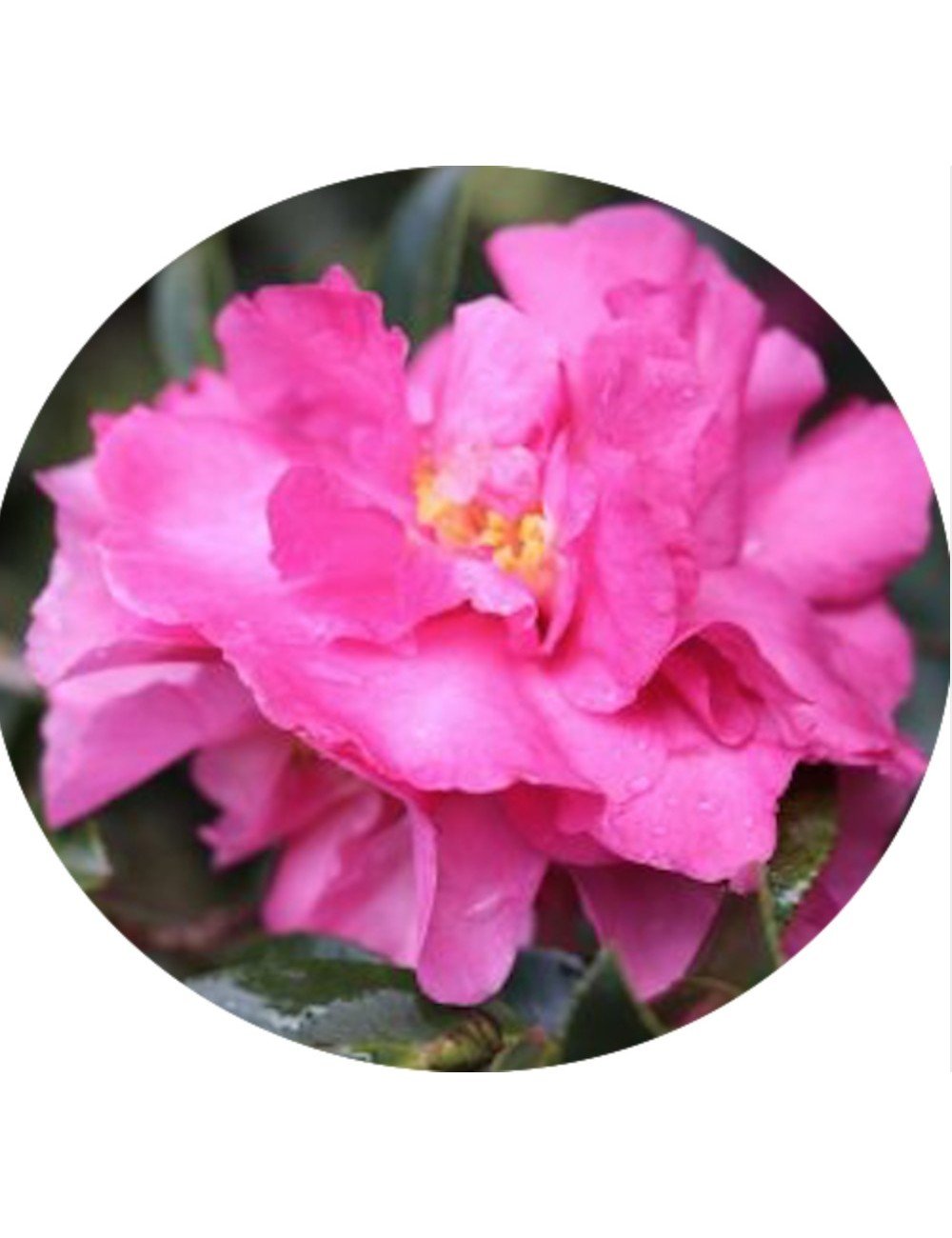 Camellia Sasanqua Jennifer susan