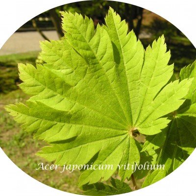 Acer Japonicum Vitifolium...