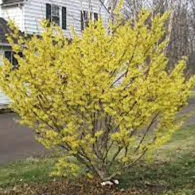 Hamamelis intermedia Arnold...