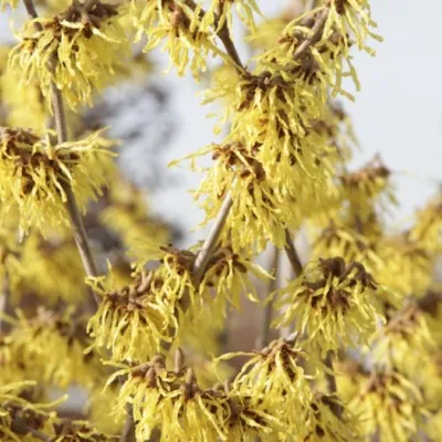 Hamamelis intermedia Arnold...