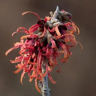 Hamamelis intermedia Diane...