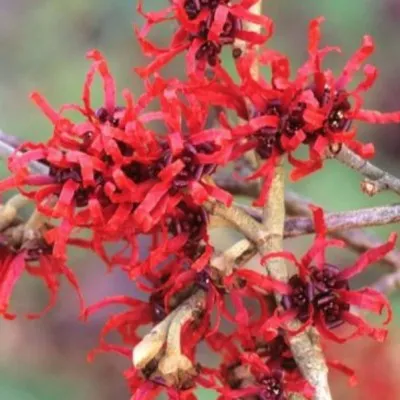 Hamamelis intermedia Diane...