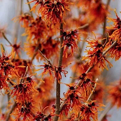 Hamamelis intermedia Jelena...